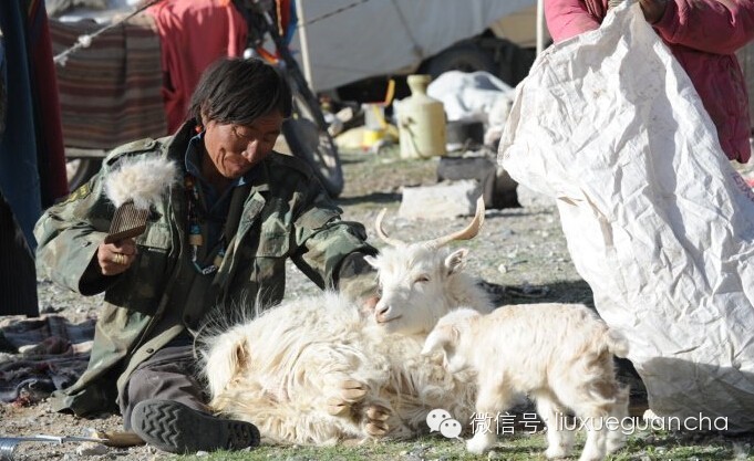 说说留学圈的潜规则：学生是怎么被薅羊毛的?-留学行业观察